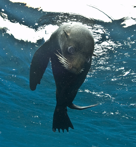 091 sea lion,Galapagos.jpg